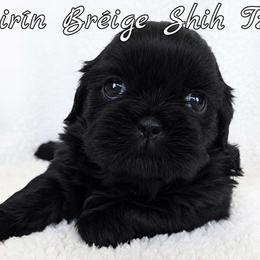 COCO - Black female Shih Tzu puppy in Las Vegas, Nevada from Beirin Breige Shih Tzus