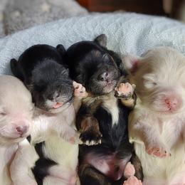 Companion Cross, Havanese, Mal-Shi, Maltese, Maltipoo, Morkie, and Shih Tzu Puppies from Seeking Shalom Acres Maltese, Maltipoos & Havamalts