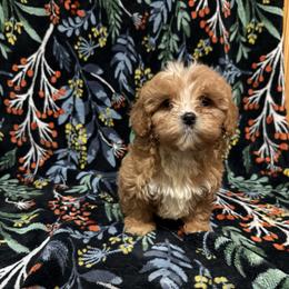 Pebbles - Red female Cavapoo puppy in Conway, Missouri from Jordan  Harrison
