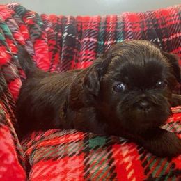 Shih Tzus from AKC Shih Tzu Champion Line Puppies