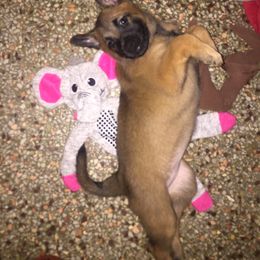 Belgian Malinois Puppies from Claudette Fischer's Belgian Malinois