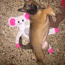 Belgian Malinois Puppies from Claudette Fischer's Belgian Malinois