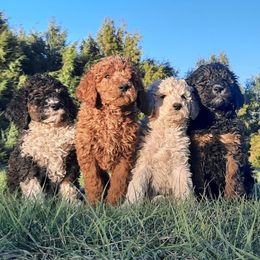 Goldendoodle puppies from Wildcat Hills Doodles