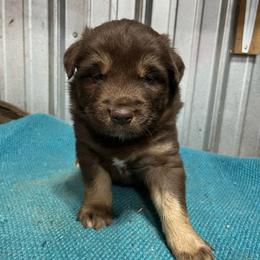 Joker - Red & white male Australian Shepherd puppy in Whitwell, Tennessee from Owl Hollow Farm