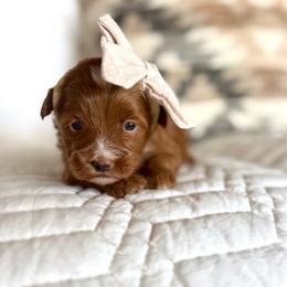 Tulip - Red  female Goldendoodle puppy in Queen Creek, Arizona from Sunny Doodles