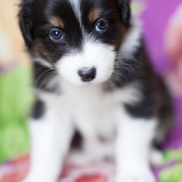 Australian Shepherds from Sidney Vale Aussies