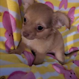 Louis - Chocolate brindled fawn male Chihuahua puppy in Amity, Pennsylvania from Baxters Chihuahuas