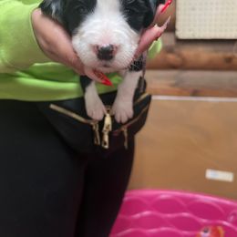 Rosa - Black and white Sheepadoodle puppy in Eleva, Wisconsin from Molly’s Doodles