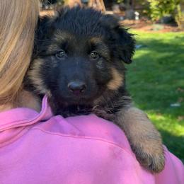 Green Star Guardian - Black and tan male German Shepherd puppy in Bonney Lake, Washington from German Shepherds Von Washington