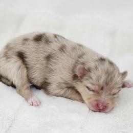 Athos - Merle male Pomsky puppy in Christiana, Tennessee from Smoky Mountain Pomskies