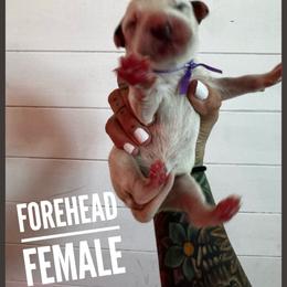 Forehead - White and black female Dalmatian puppy in Stanchfield, Minnesota from Darling Dalmatians