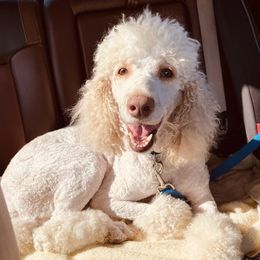 Lizzy  - Poodle