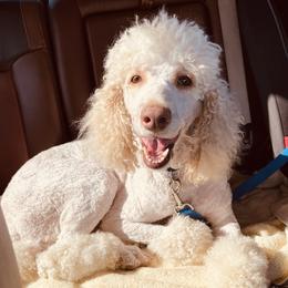 Lizzy  - Poodle
