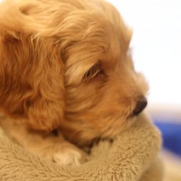 Australian Labradoodle Puppies from Majestic Labradoodles