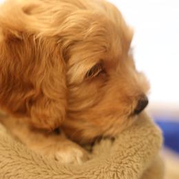 Australian Labradoodle Puppies from Majestic Labradoodles