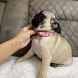 Pug Puppies from PugsncuddlesTN