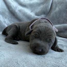 Shakira - Blue and rust female Doberman Pinscher puppy in Brookfield, Wisconsin from Haus of Hound