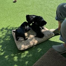 Pug and Shiba Inu Puppies from khshibas-khpugs