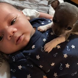 Chihuahua and Pembroke Welsh Corgi Puppies from Stephanie’s Corgi Colony