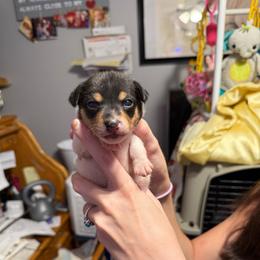 Pup A1 Girl - White black and tan female Toy Fox Terrier puppy in Clermont, Florida from Debbie Hiles's Toy Fox Terriers
