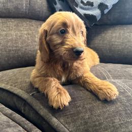 Hazelnut - Red  female Goldendoodle puppy in Warren, Michigan from Annette Patterson