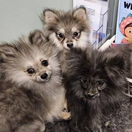 Pomeranian Puppies from RC Pets