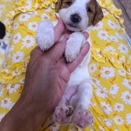 Poodle Puppies from Silly's Standard Poodles