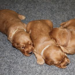 Golden Retriever Puppies from Ponderay Golden’s