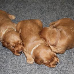 Golden Retriever Puppies from Ponderay Golden’s