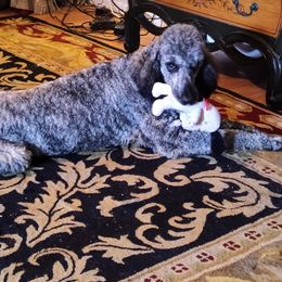 Poodle Puppies from Omaha Standard Poodles