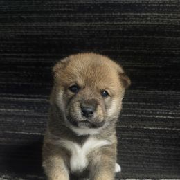 Rusty - Sesame male Shiba Inu puppy in Illinois from Precious-Puppies