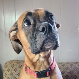 Boxers from Aaron's Boxers