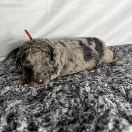 Blitzen - Merle male Goldendoodle puppy in Windsor, Colorado from Front Range Family Doodles