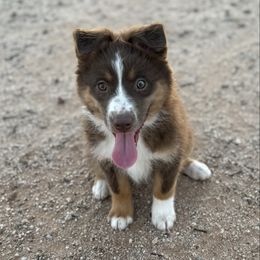 Piper - Red tri female Miniature Australian Shepherd puppy in Florence, Arizona from Triangle H Ranch Aussies