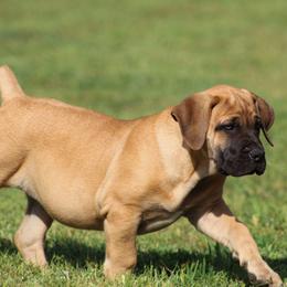 Petunia (Purple) - Brown female Boerboel puppy in Shawnee, Oklahoma from TXT Boerboels