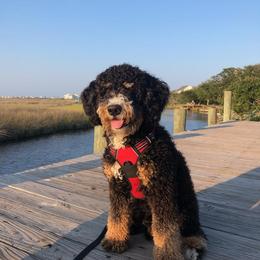 Bernedoodle Puppies from Mountainside Puppies