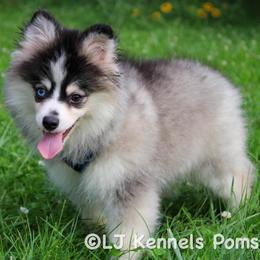 Sourdough - Black and white male Pomsky puppy in Centerville, Iowa from LJ Kennels Pomskies, LLC