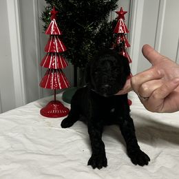 Purple - Black female Poodle puppy in Hamilton, Ohio from Grandview Farm
