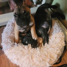 French Bulldog Puppies from BigStar French Bulldogs