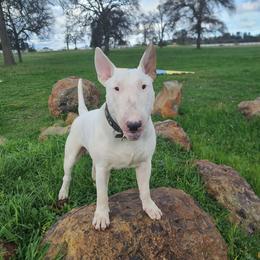 Gunther - White male Bull Terrier puppy in Grass Valley, California from Ciera Staffords