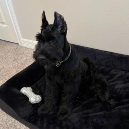 Giant Schnauzer puppies from Elevated Pearl Giants