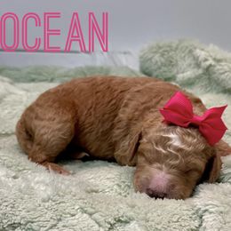 Aussiedoodle and Goldendoodle Puppies from Toledo Creek Doodles