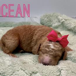 Aussiedoodle and Goldendoodle Puppies from Toledo Creek Doodles