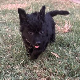 Ariat - Black female Mudi puppy in Valley Mills, Texas from Graves Farm Mudi