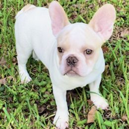 French Bulldogs from Deanta's Frenchies