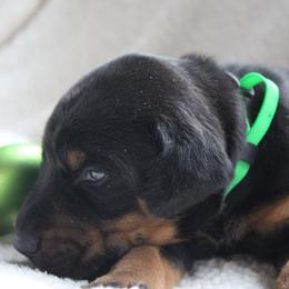 Briar - Black and rust male Doberman Pinscher puppy in Evans, West Virginia from Dobies of WV