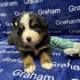 Purple Collar - Black rust and white female Bernese Mountain Dog puppy in Comer, Georgia from Water Oak Farm
