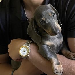 Dachshunds from Hot Dog Haven