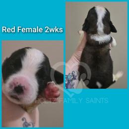 Red Female - White and brown female Saint Bernard puppy in Kaukauna, Wisconsin from Holtz Family Saints