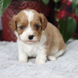 Faith - Blenheim female Cavapoo puppy in Green Forest, Arkansas from Horseshoe Drive Kennel